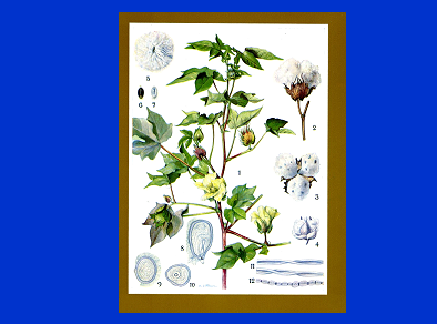 Dibujo algodon CCCCCCC Dibujo algodon CCCCCCC