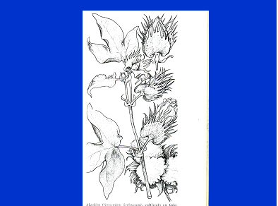 Dibujo algodon aaaa Dibujo algodon aaaa