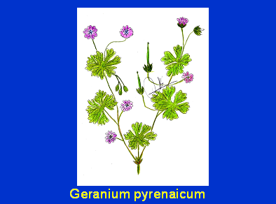 Dibujo222bbb Dibujo222bbb