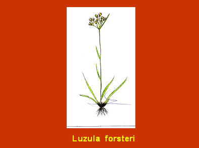 DibujoEEEE DibujoEEEE