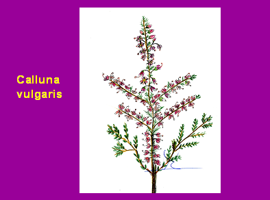 Dibujoaaaaaa Dibujoaaaaaa