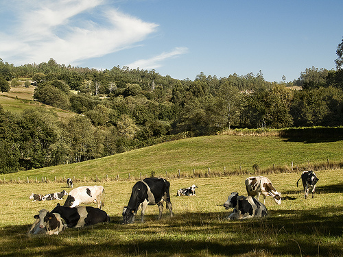 Vacas pastando entre bosques y matorrales 