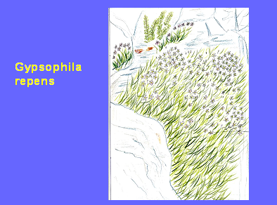 Dibujoaaaaaaaa Dibujoaaaaaaaa