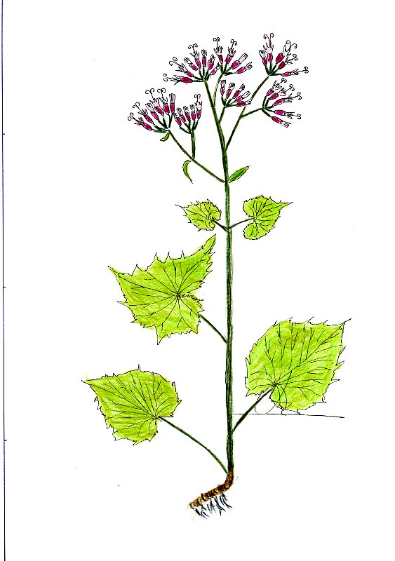 cn-08-051487 cn-08-051487