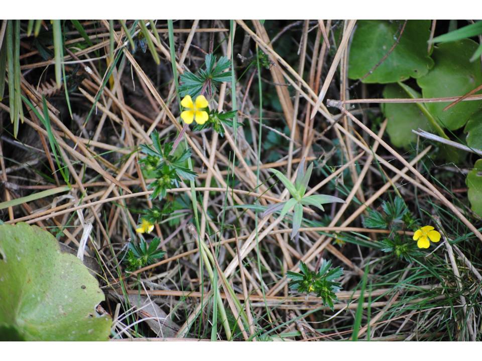 Presentación11 Presentación11