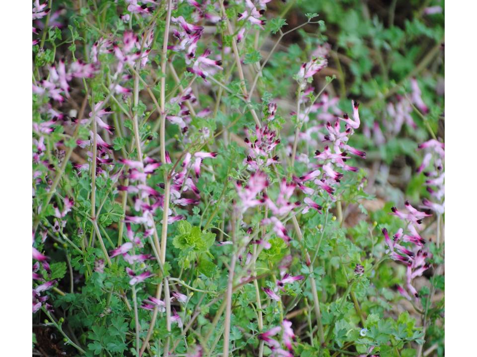 Presentación12 Presentación12