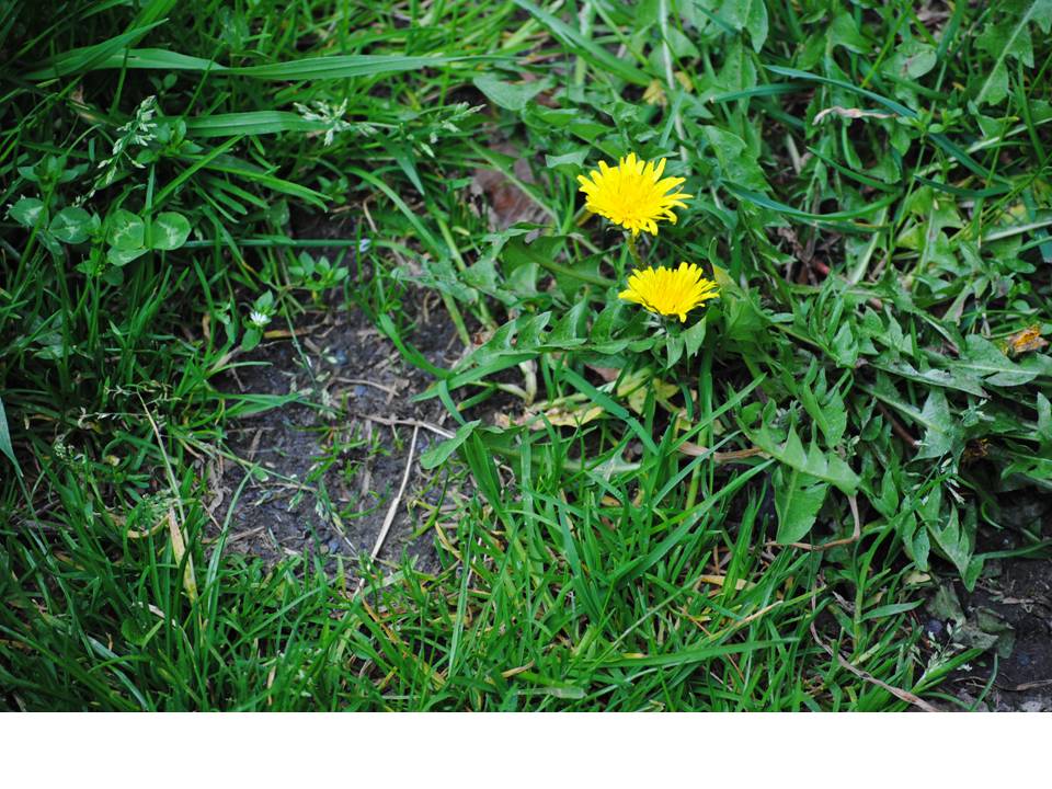 Presentación4 Presentación4