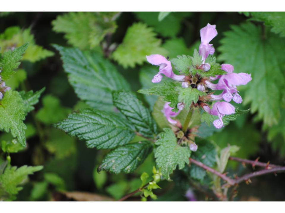 Presentación6 Presentación6