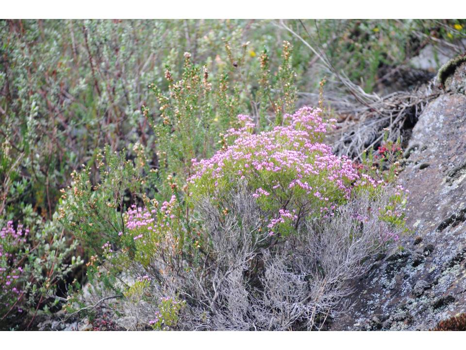 Presentación10 Presentación10