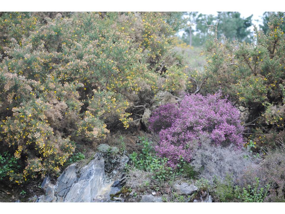 Presentación10 Presentación10