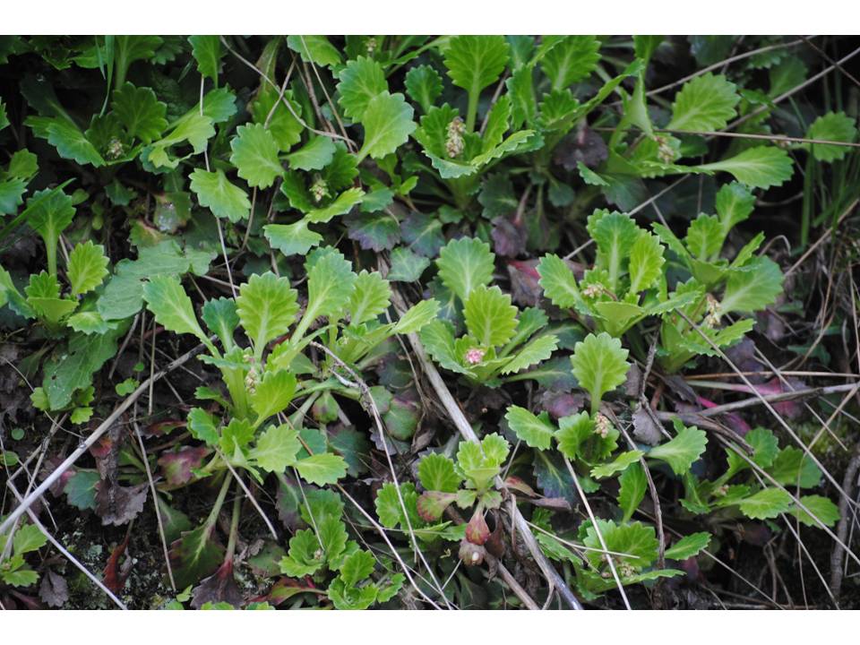 Presentación10 Presentación10