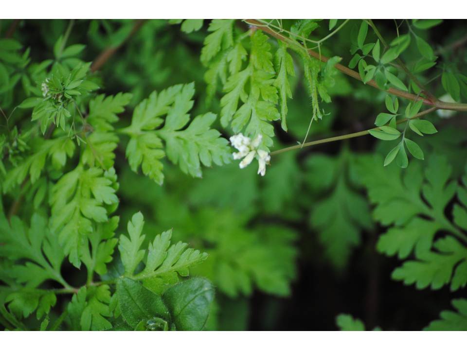 Presentación11 Presentación11