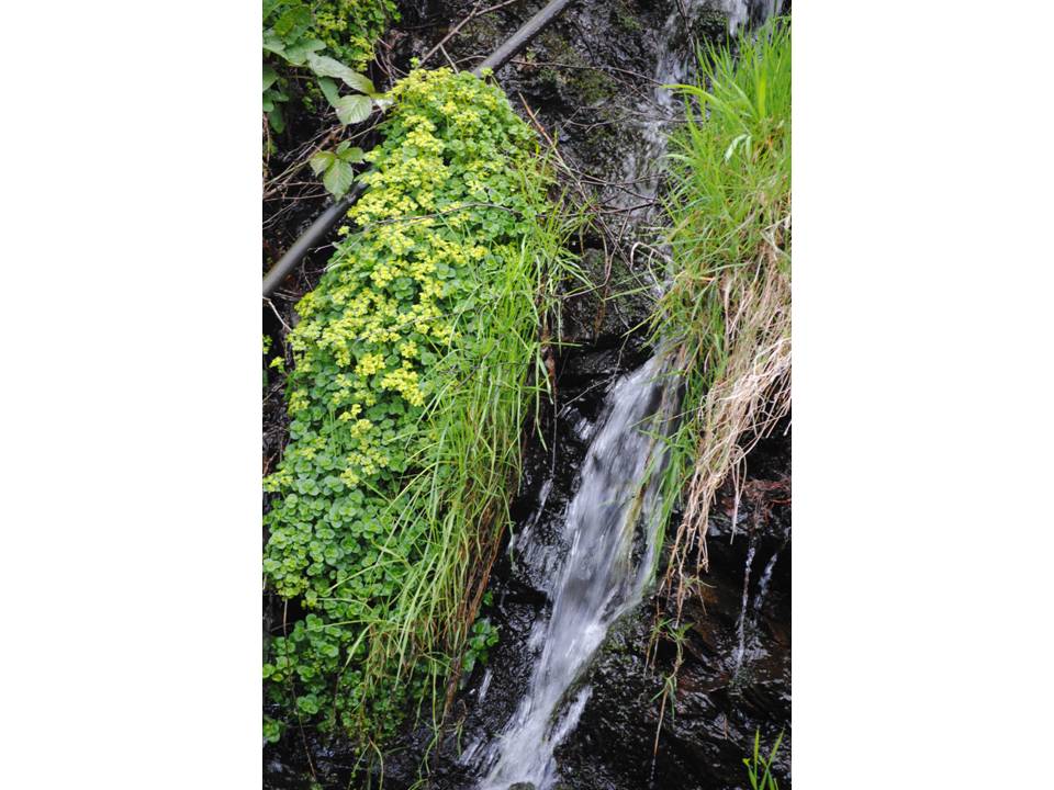 Presentación12 Presentación12