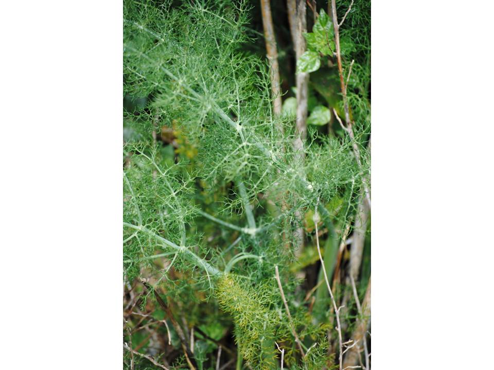 Presentación13 Presentación13