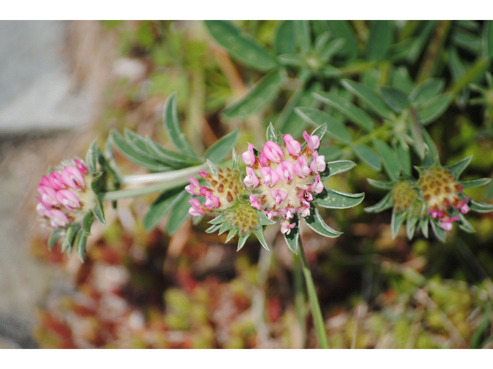 Presentación14 Presentación14