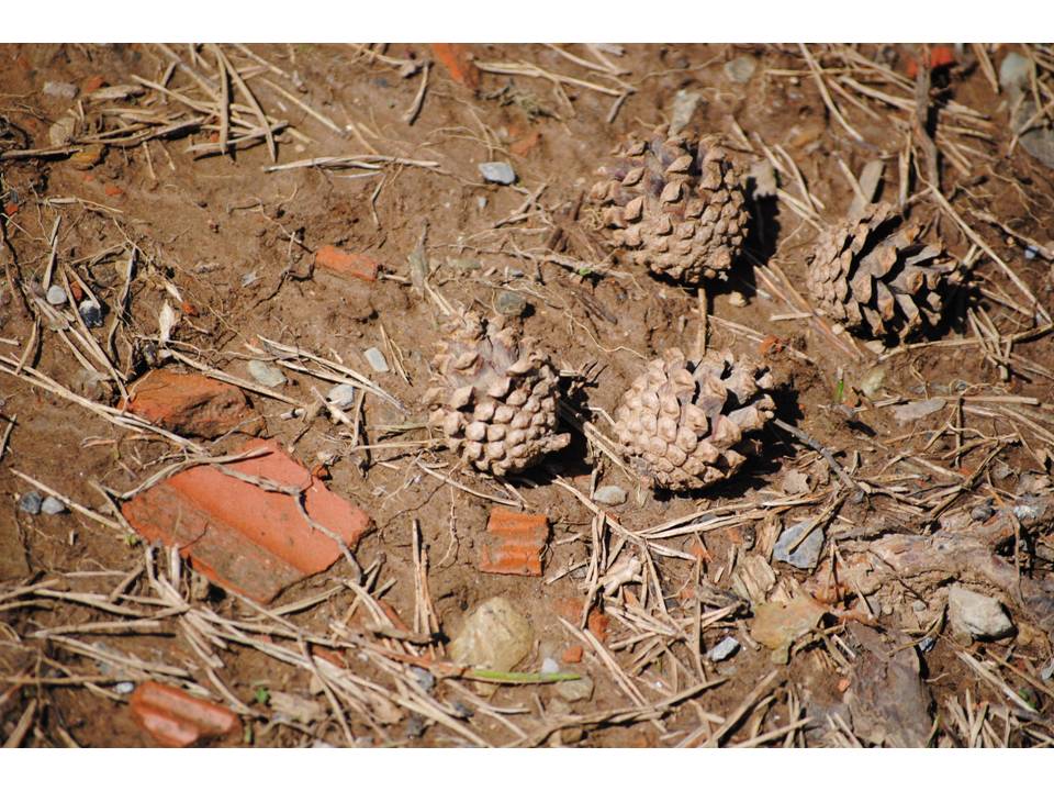 Presentación15 Presentación15