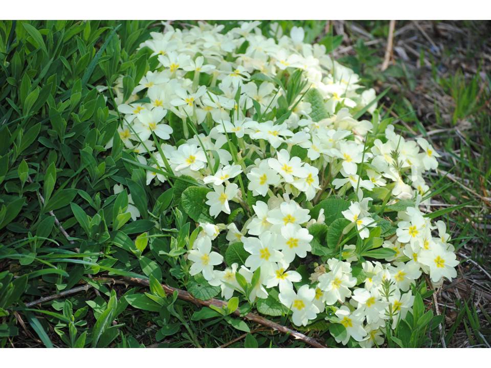 Presentación17 Presentación17