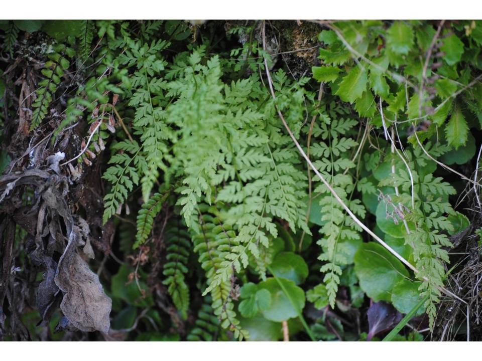 Presentación18 Presentación18