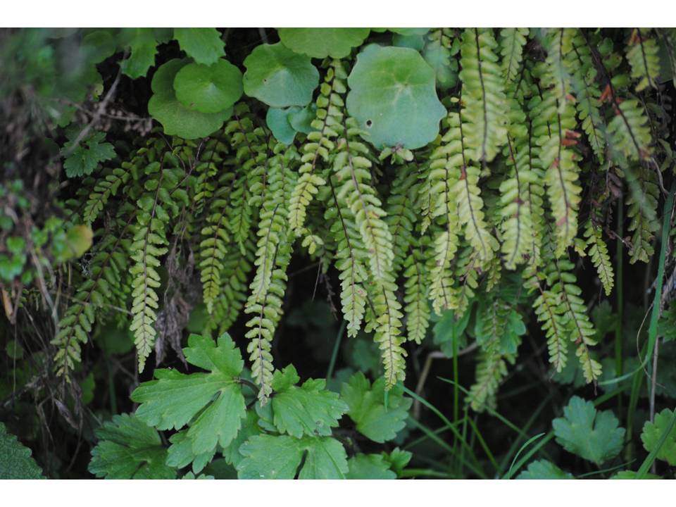 Presentación19 Presentación19