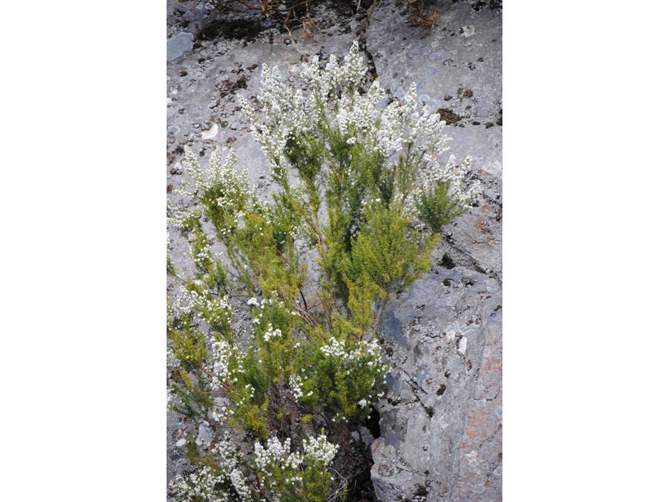 Presentación9 Presentación9