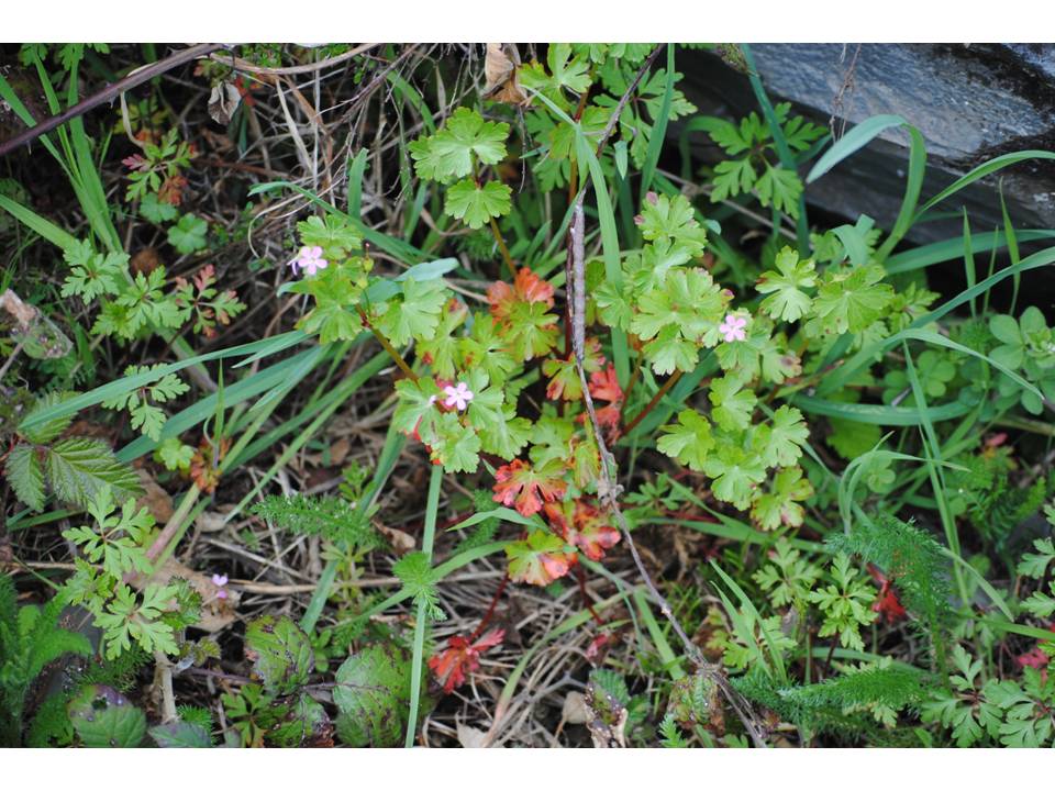 Presentación9 Presentación9