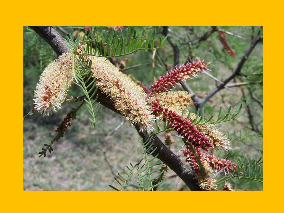 Presentación10 Presentación10