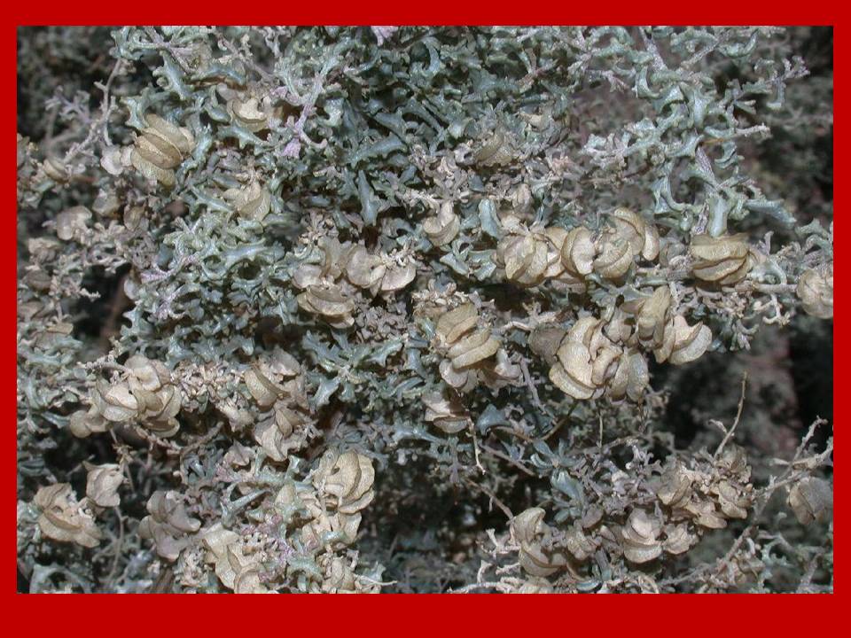 Presentación7 Presentación7