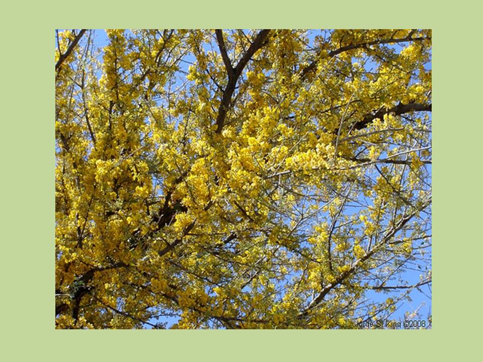 Presentación9 Presentación9