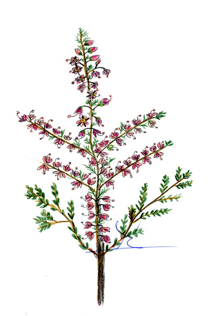 Ver las imágenes de origen