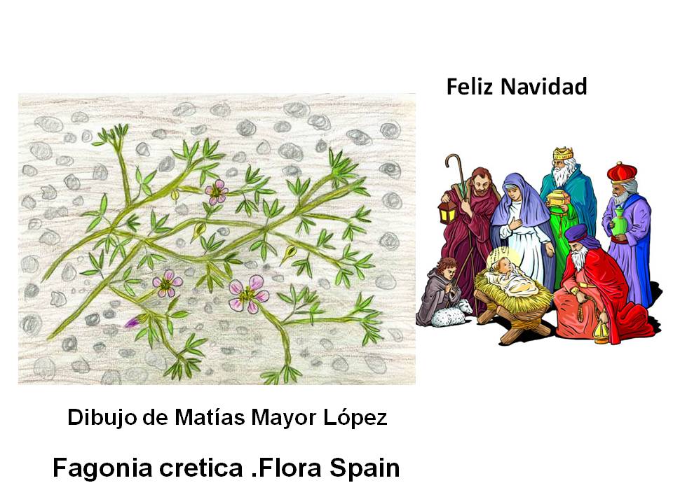 carraspito carraspito