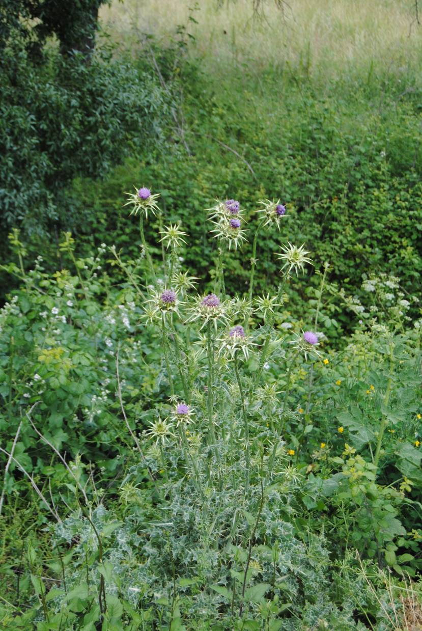 image002 image002
