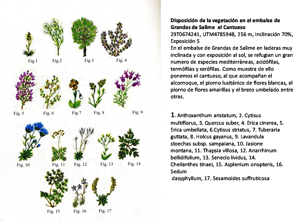 Resultado de imagen de floracantabrica.com